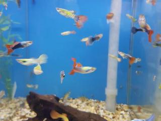 fish tank closeup