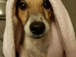 terrier towel